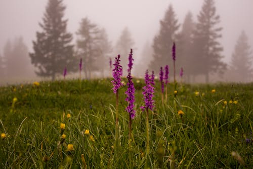 Free stock photo of flowers, fog, purple Stock Photo