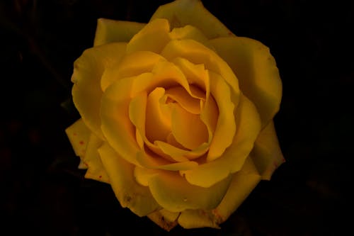 Free stock photo of black background, rose, yellow Stock Photo