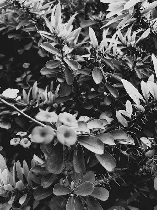From above black and white of lush bush with flexible leaves and blossoming flowers growing in park