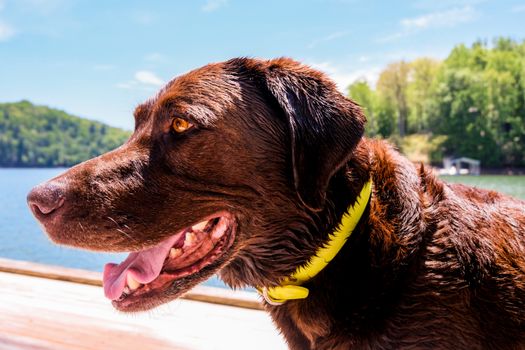 Brown Short Coated Dog With Green Collar