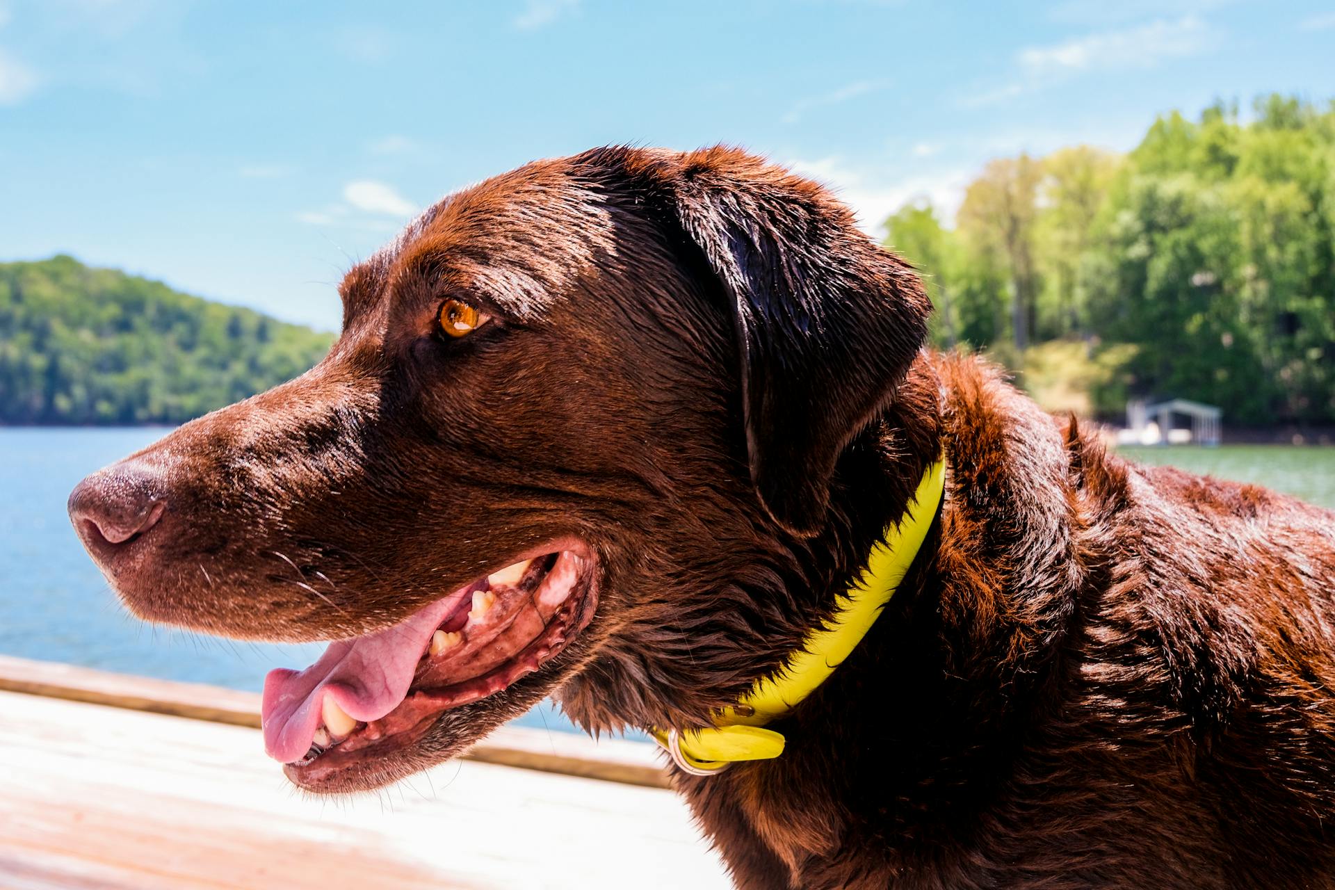 Close Up Shot of a Brown Dog