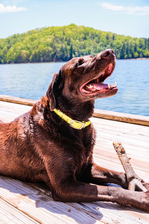 Free Brown Short Coated Dog Sitting on Wooden Dock Stock Photo