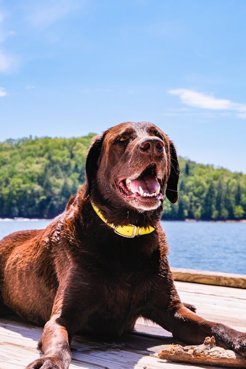 Free Brown Short Coated Dog Sitting on Brown Wooden Dock Stock Photo