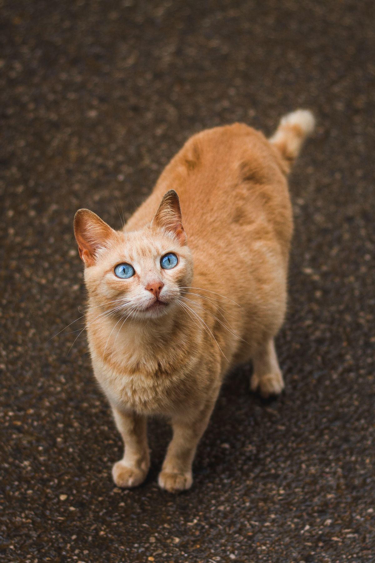 Kedinin Hamile Olduğu Nasıl Anlaşılır? Hafta Hafta Belirtiler
