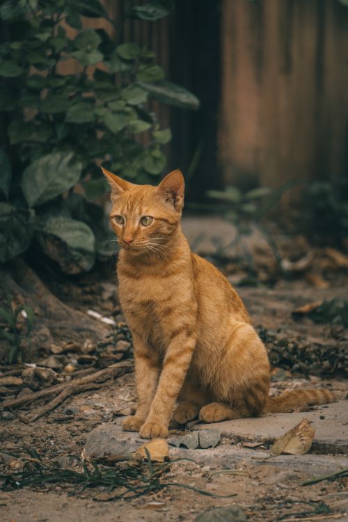 Free Cute dreamy cat with brown fur sitting on dry uneven surface while looking away on street Stock Photo