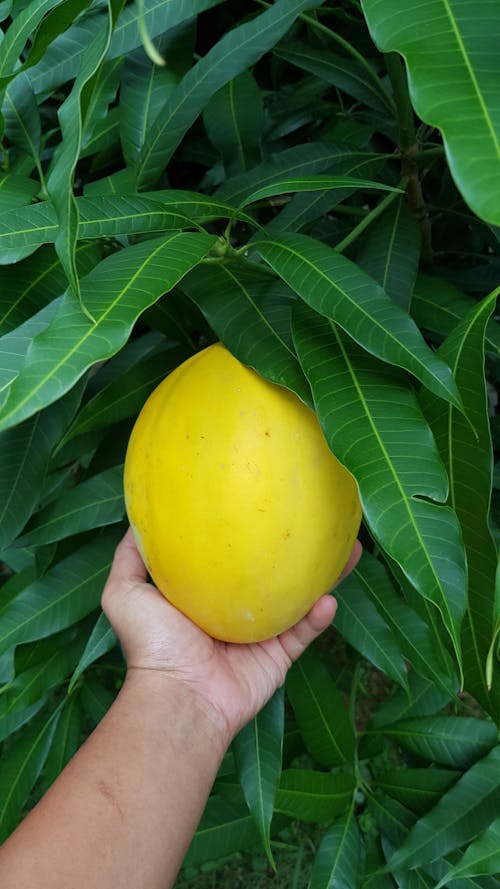 Crop person showing yellow passion fruit on tree