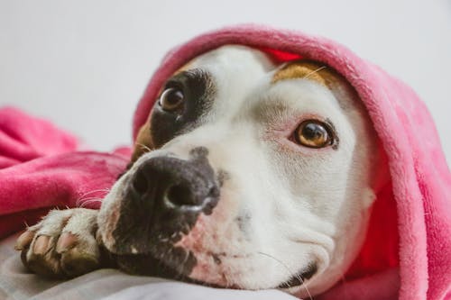 Gratis arkivbilde med amerikansk pit bull terrier, dog-fotografering, dyr