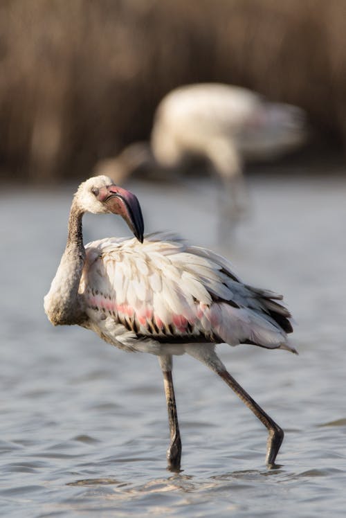 From above side view of flamingo with big pointed beak and white ornamental plumage strolling on water in zoo