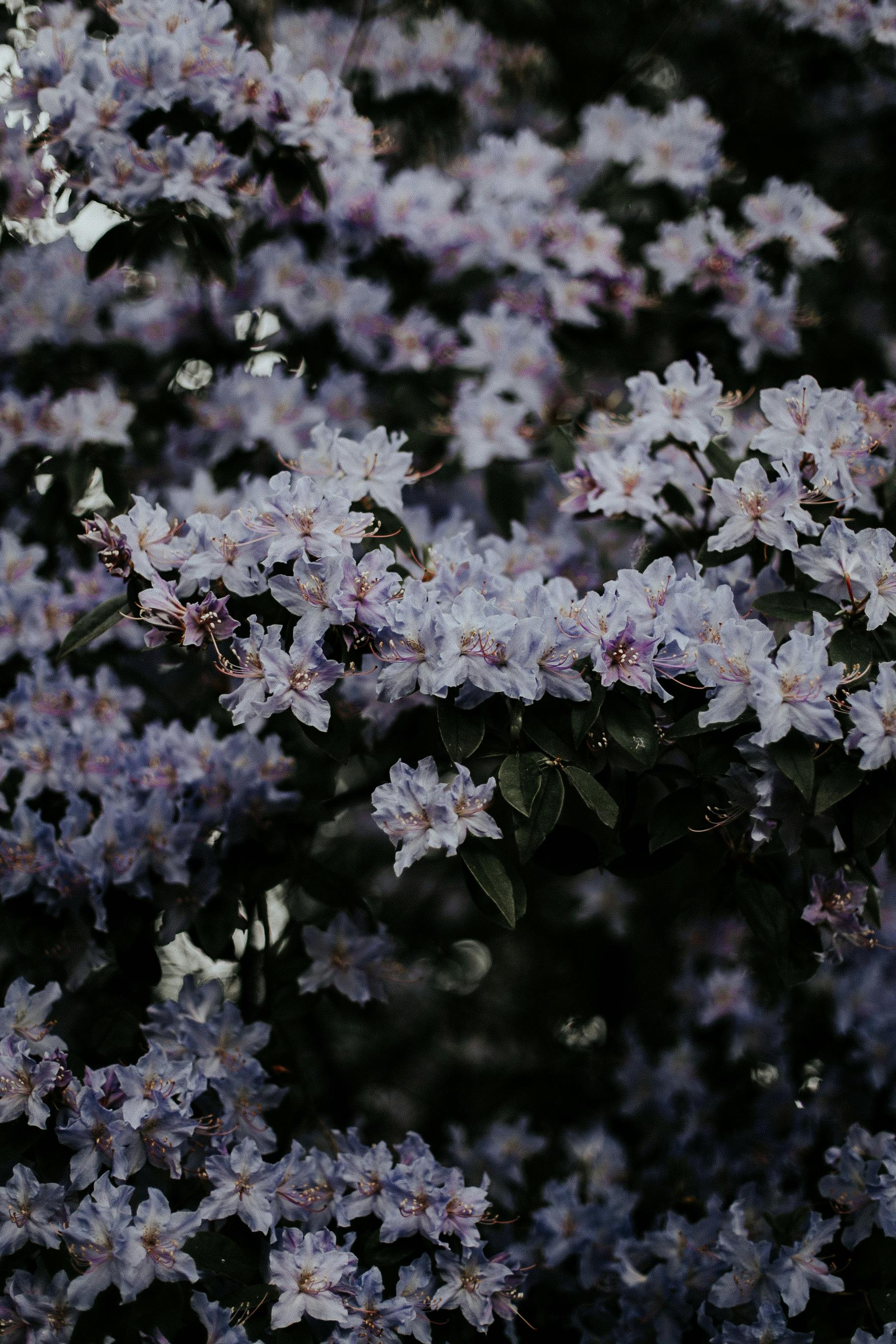 Close-up of lush blooming Rhododendrons showcasing their delicate white petals.