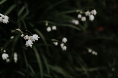 Free Glistening white bell flowers with dewdrops against a dark green background. Stock Photo