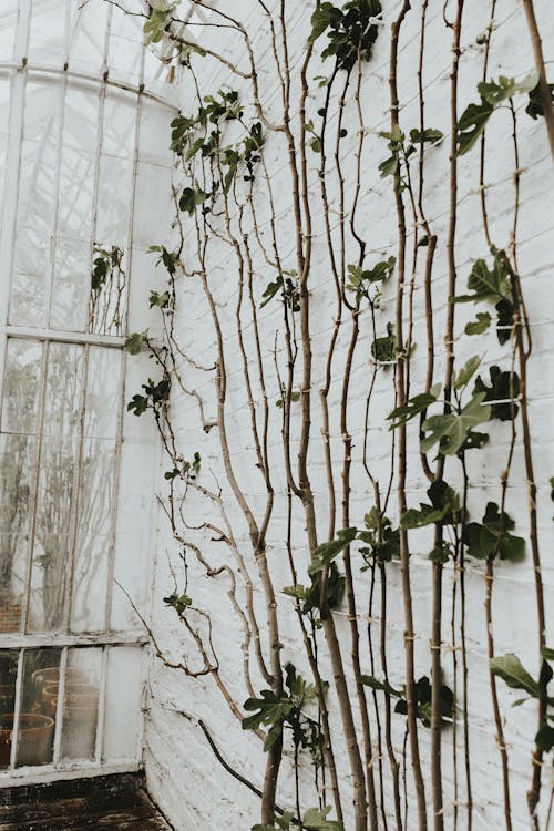 Free stock photo of greenery, greenhouse