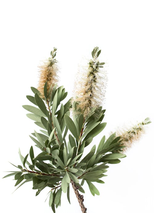 Free stock photo of australian flower, australian plant, australian tree Stock Photo