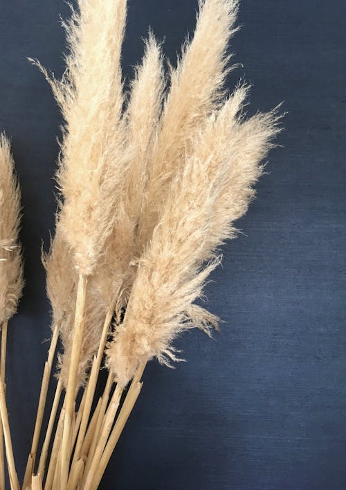 cortaderia, cortaderia selloana, kuru çim içeren Ücretsiz stok fotoğraf