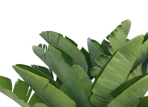 Green Banana Leaves