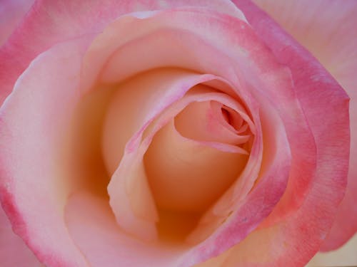 Closeup of bright rose with soft pink petals and unopened bud in daytime