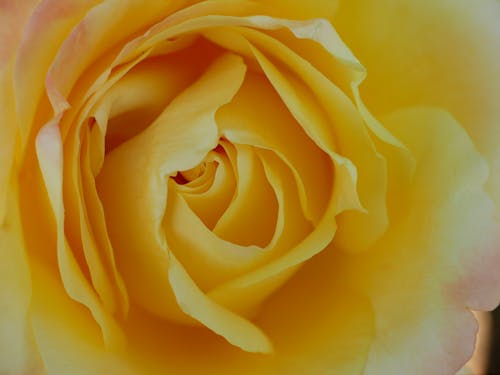 Bright blooming yellow rose with gentle petals