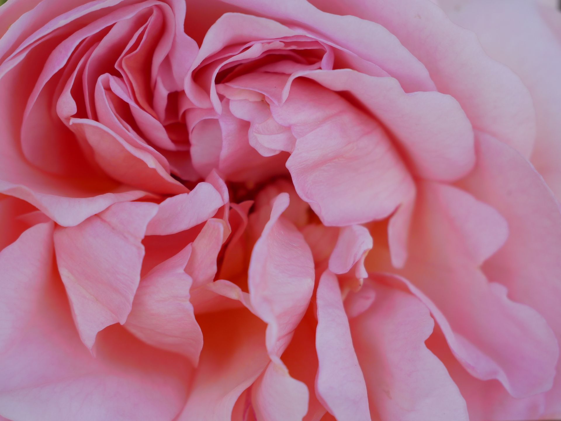 Closeup of fresh bright aromatic peony blossom with soft pink petals in daytime