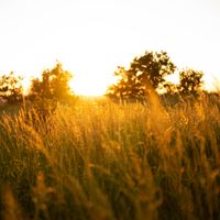 Grass field at golden hour. Photo by mauro savoca on Pexels.