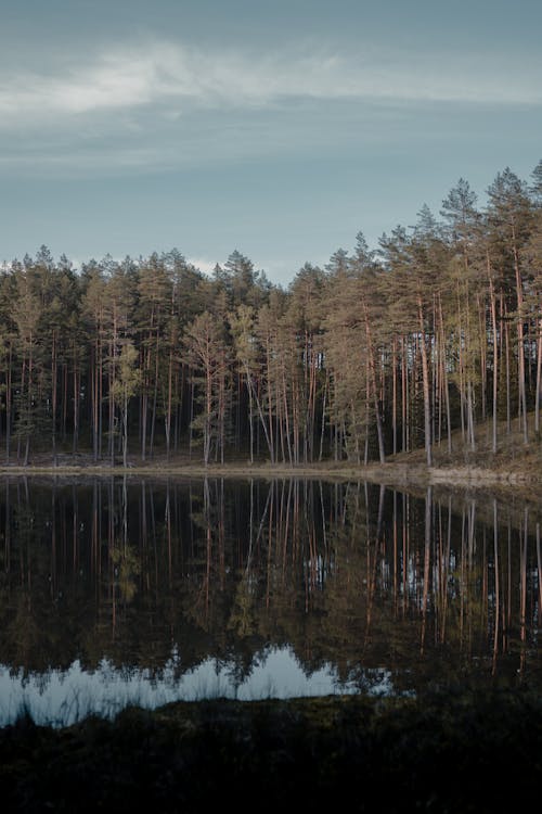 Free View of a Forest Reflecting on a Lake Stock Photo