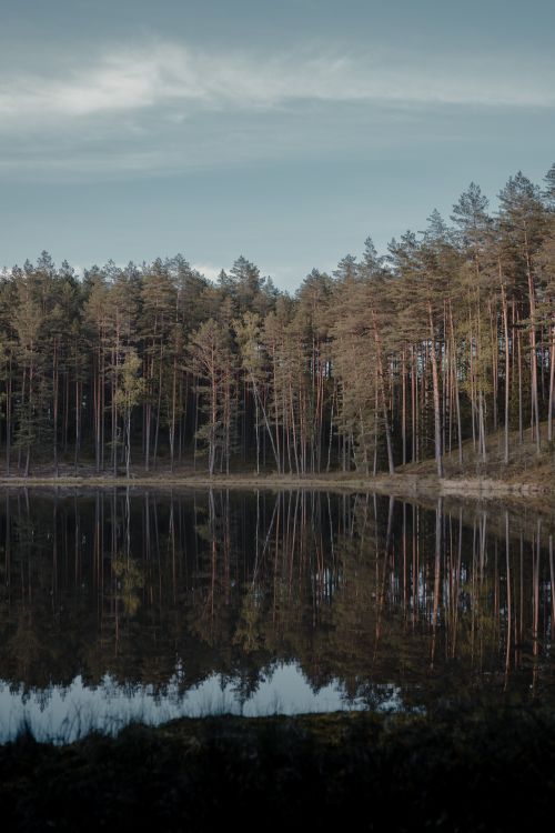 Free A peaceful forest scene with trees reflecting in a calm Lithuanian lake. Stock Photo