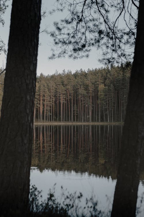 View of a Forest Reflecting on a Lake