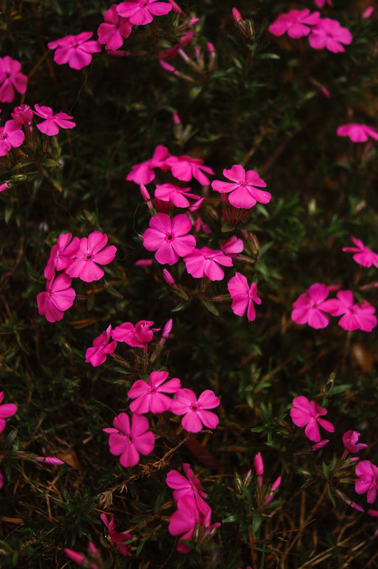 Pink Phlox Flowers