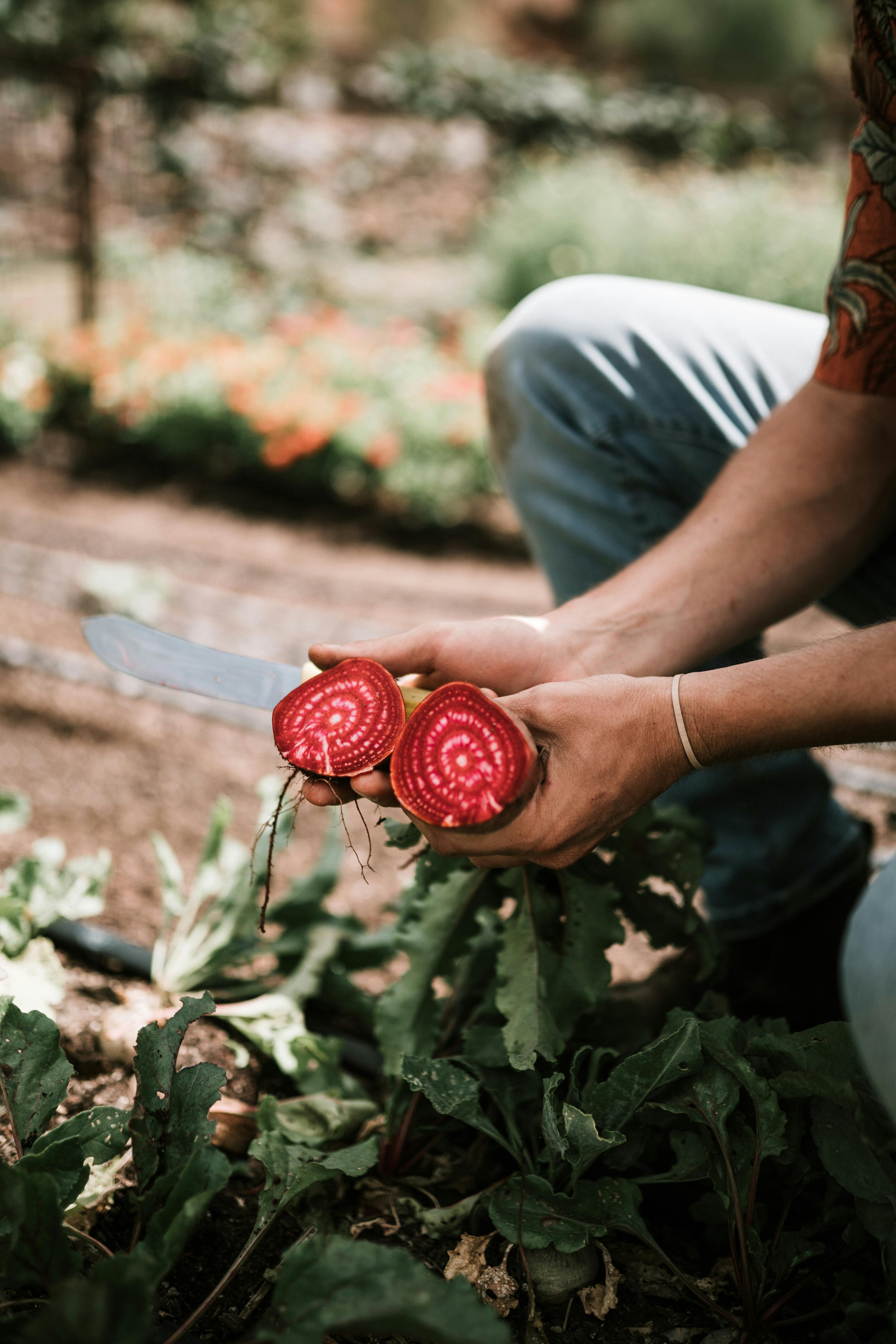 Home Gardening: Daily Care Tips for Your Plants