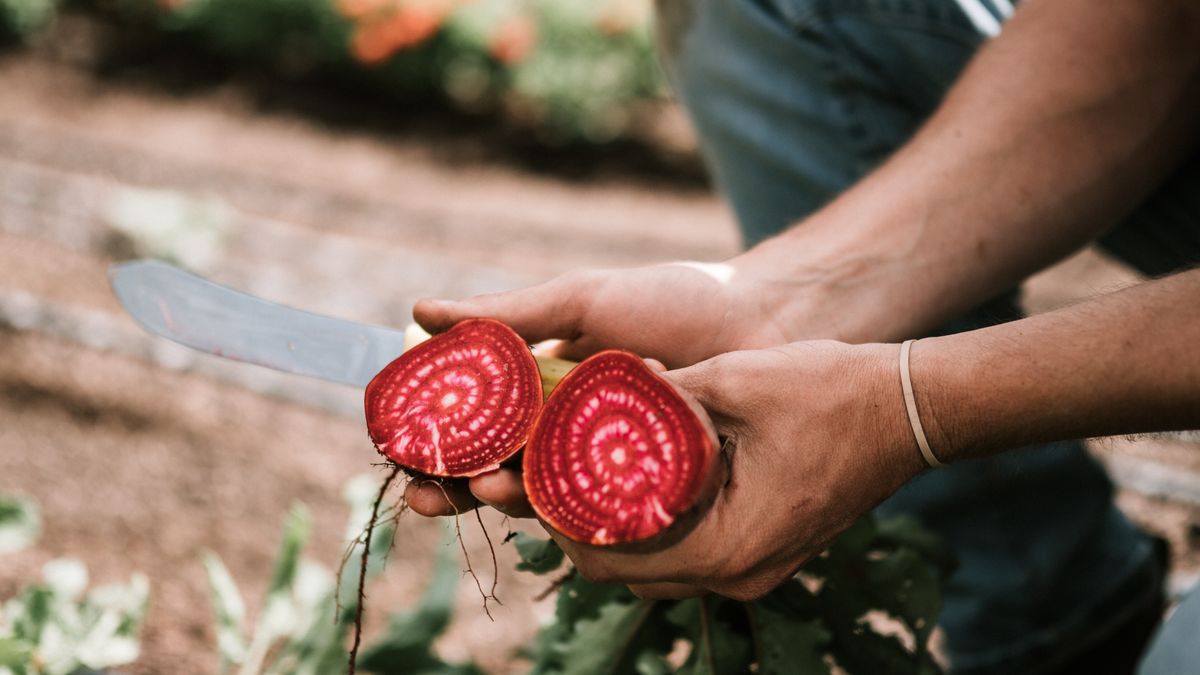 Guide complet pour réussir la culture des légumes racines en pot