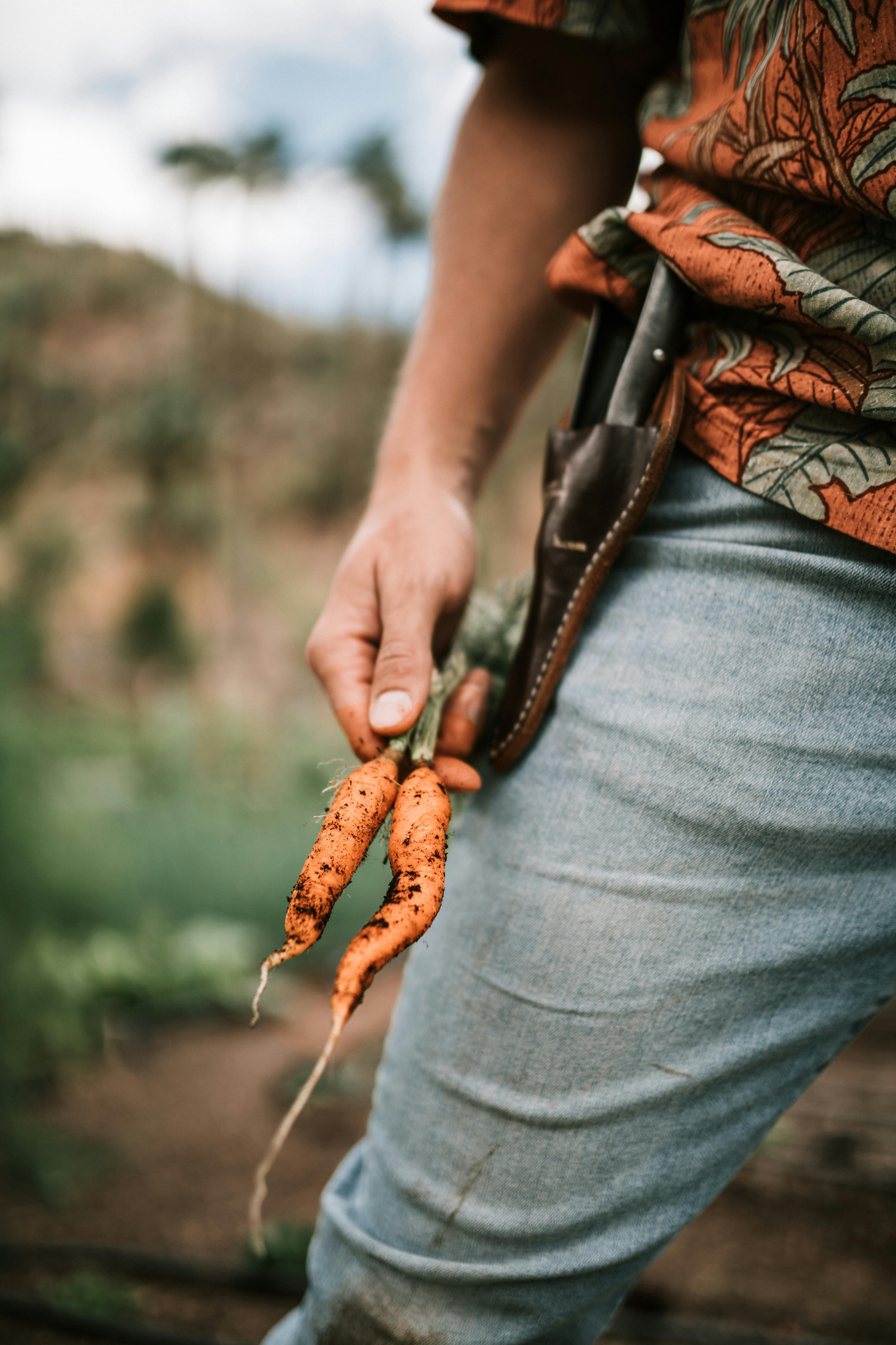 Close-up of a farmer holding freshly harvested carrots in an outdoor summer garden.