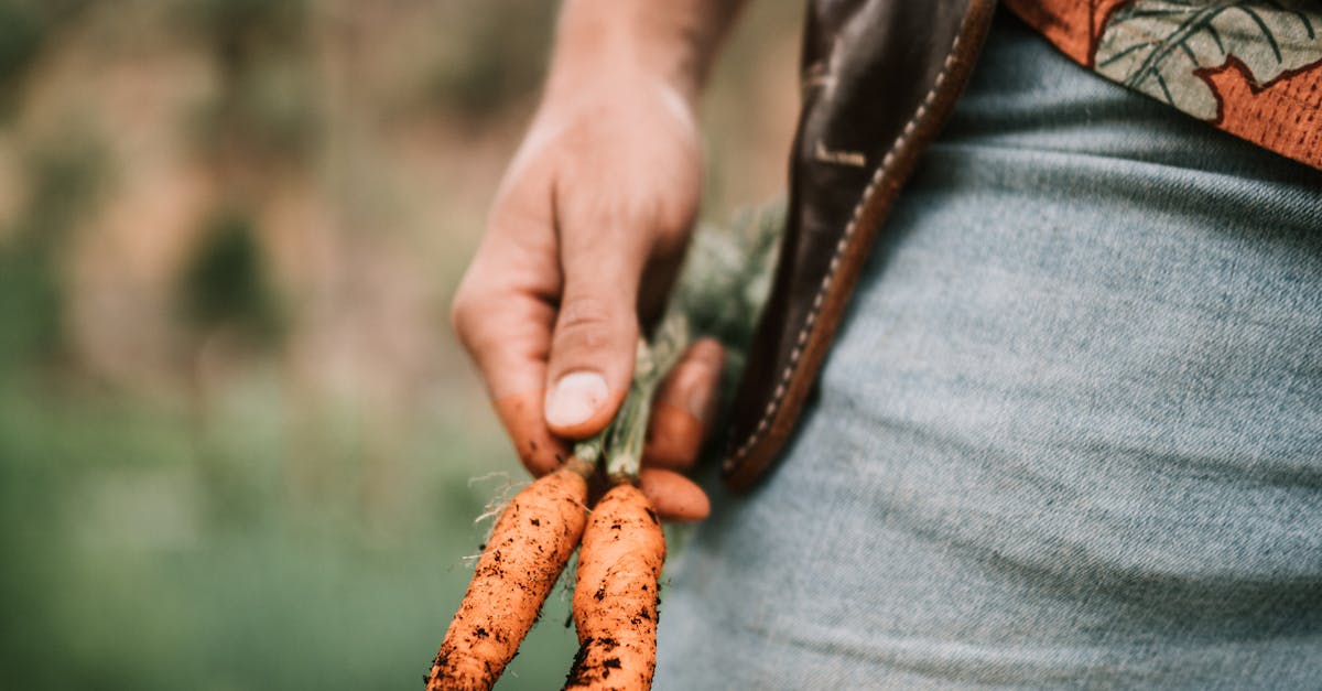 Photo by Taryn Elliott Close-up of a farmer holding freshly harvested carrots in an outdoor summer garden.