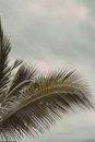 Green Palm Tree Under White Clouds