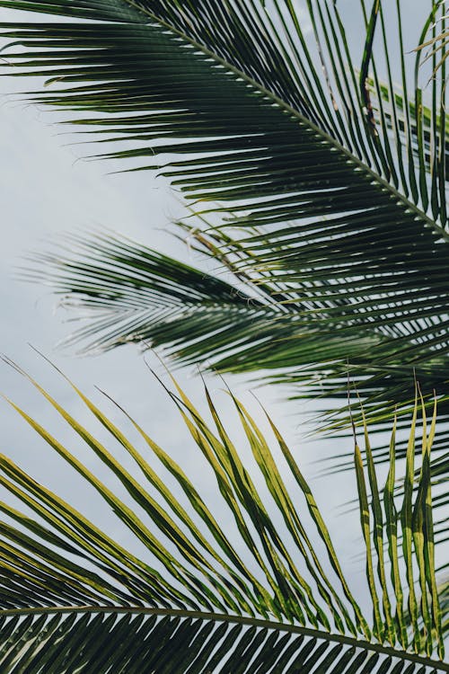 Fotobanka s bezplatnými fotkami na tému kokosová palma, kokosové listy, tropický
