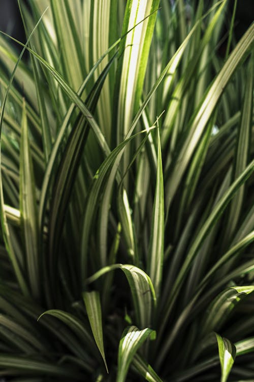 Green Plant in Close Up Photography