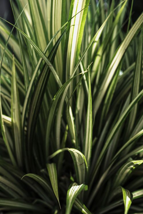 Free Close-up of a lush spider plant with vibrant green leaves in natural light. Stock Photo