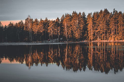 Picturesque landscape of peaceful lake reflecting lush coniferous trees against cloudy sunset sky
