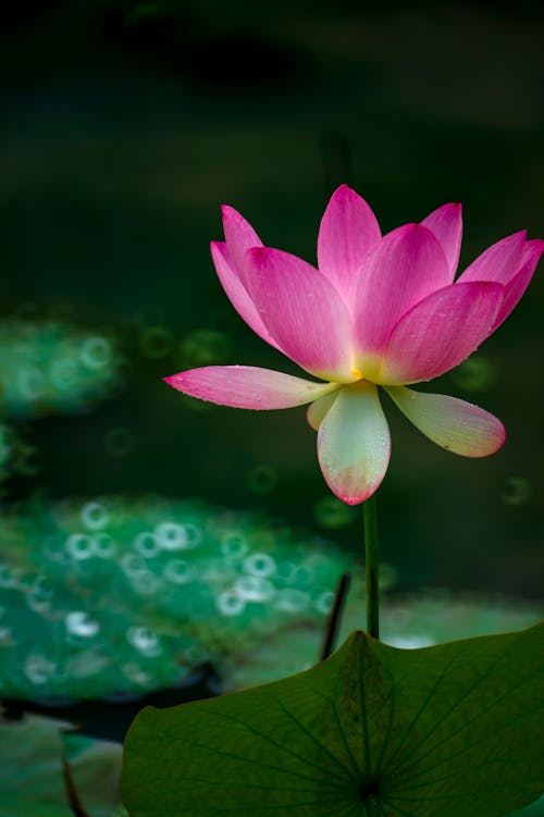 Gratis lagerfoto af blomst, lodret skud, lotusblomst