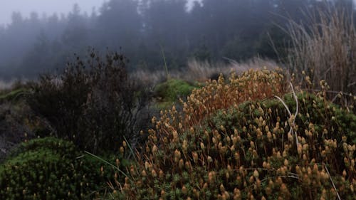 From above of common haircap moss growing in valley amidst green lush forest on foggy day