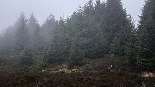 Side view of distant unrecognizable male hiker with backpack walking on path amidst lush green foliage in coniferous forest against cloudy sky