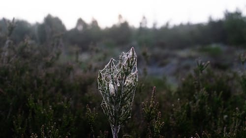 Cobweb on branch of fir tree in woods