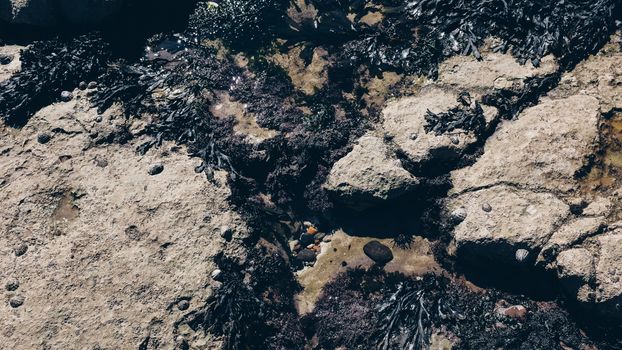 From above of seaweed and rock pools on rough stones at low tide on coast on sunny day. pexels, from, above