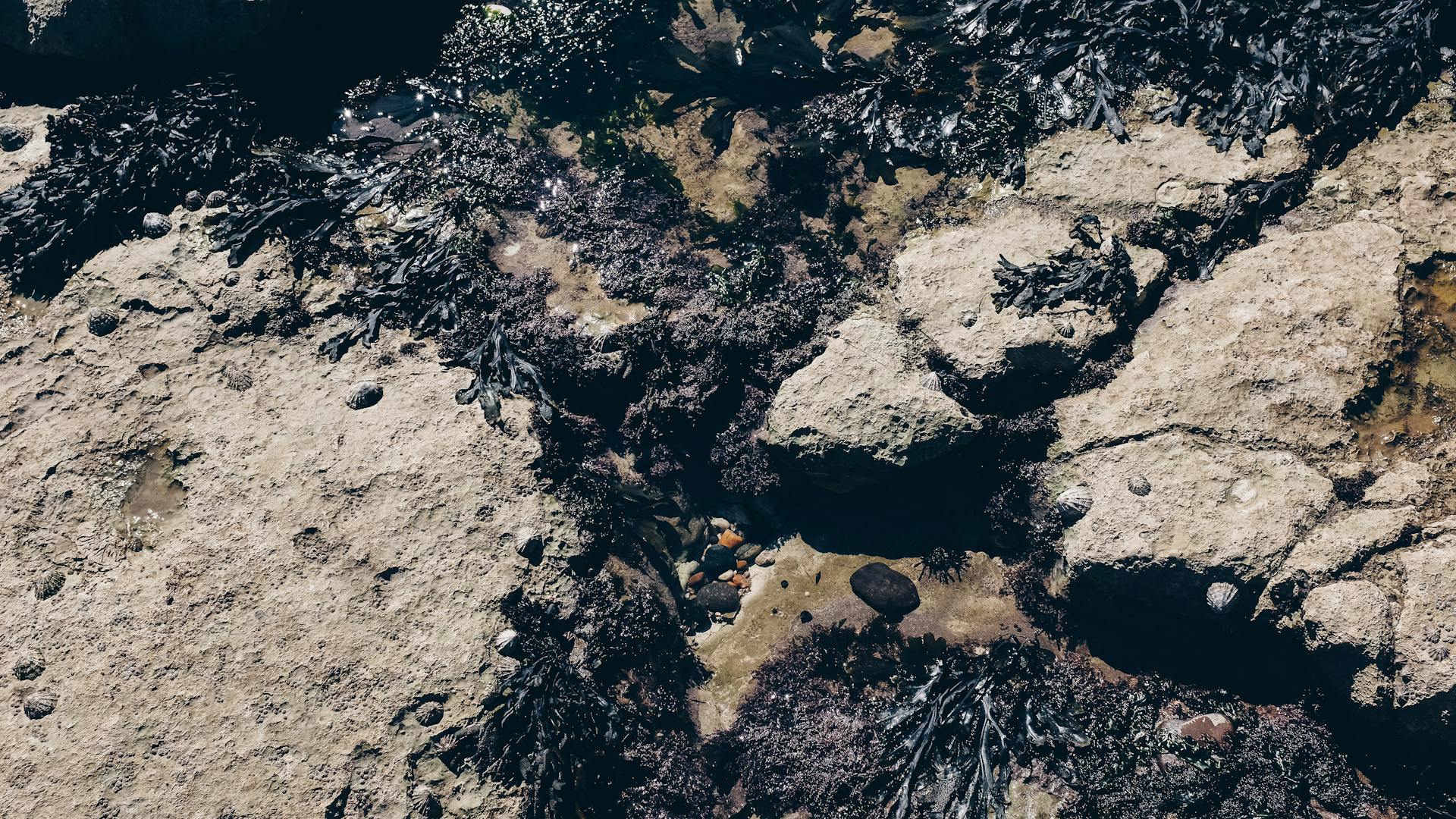 From above of seaweed and rock pools on rough stones at low tide on coast on sunny day