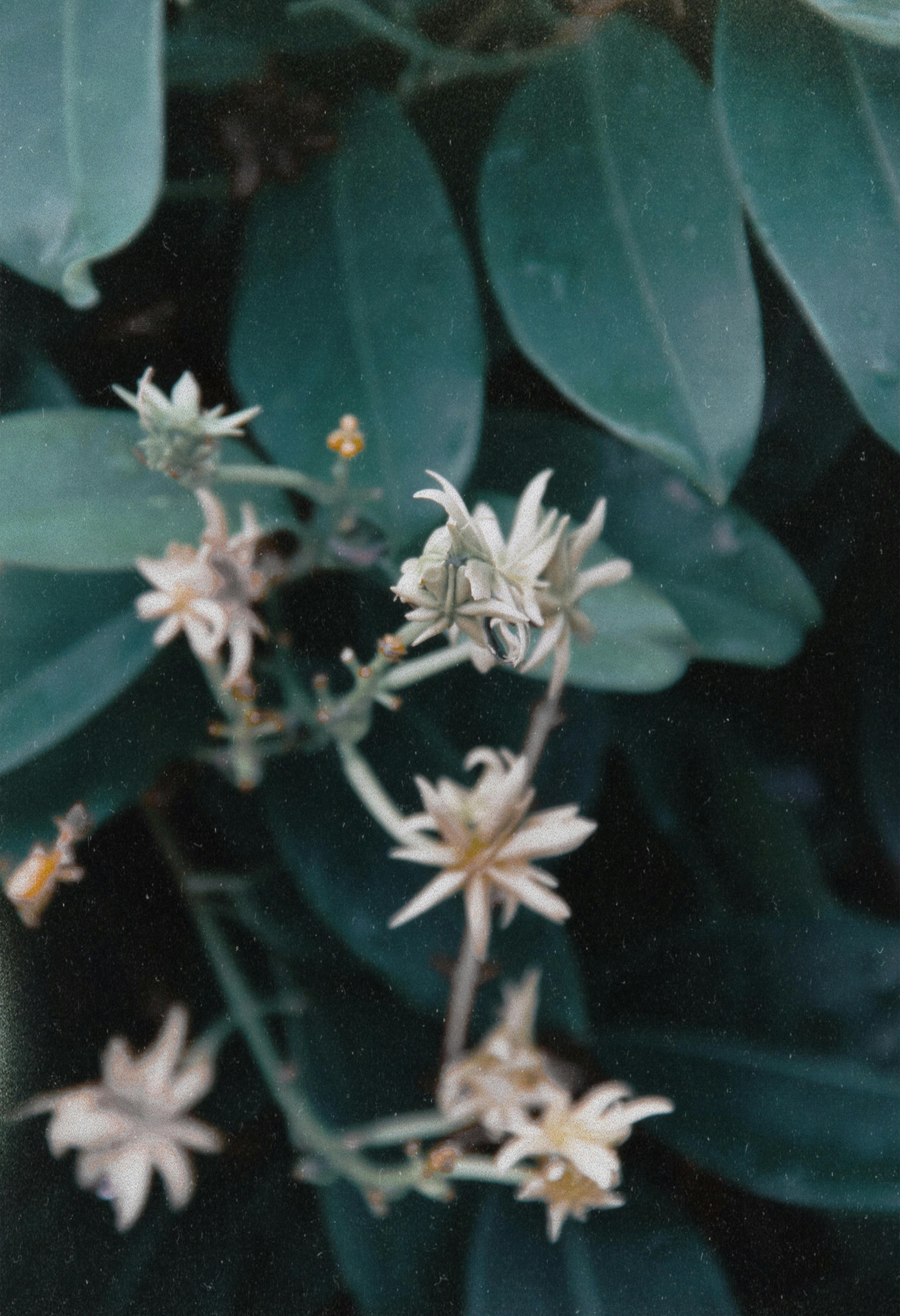 A detailed shot of blooming flowers with green leaves, showcasing nature's beauty in Singapore.