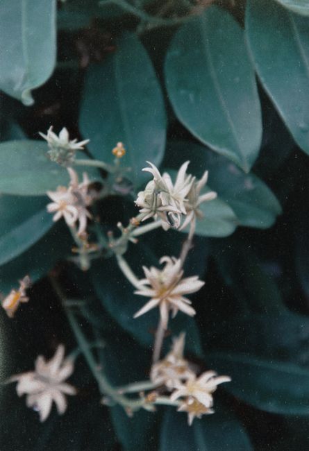 A detailed shot of blooming flowers with green leaves, showcasing nature's beauty in Singapore.