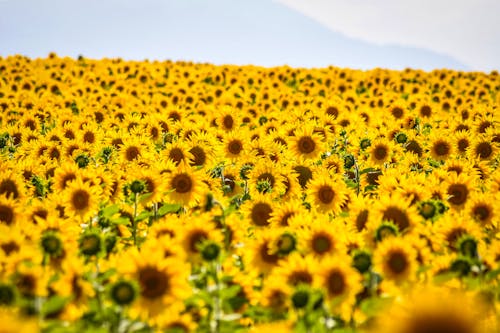 Free Yellow Sunflower Field Under White Sky Stock Photo