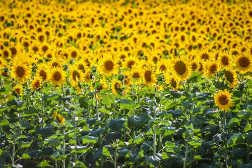 Free A Yellow Sunflower Field Stock Photo