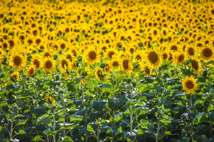 Sunflower field in full summer bloom
