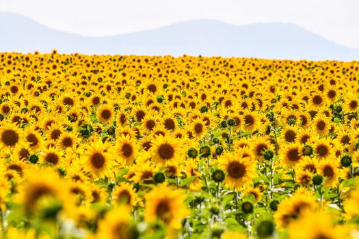 Sunflower field Spain summer flowers