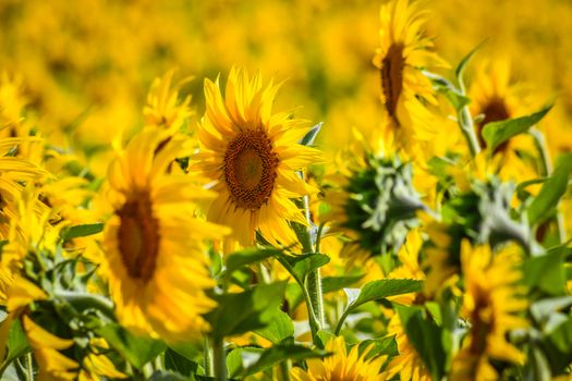 Bright sunflowers in a sunny field in Spain, showcasing nature's beauty.