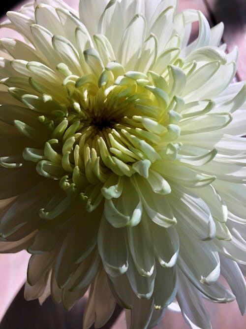 Free stock photo of beautiful flower, dahlia, spring