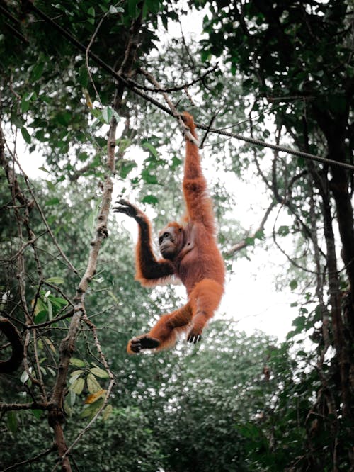 Immagine gratuita di alberi verdi, animale, appeso